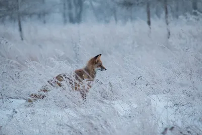 Очаровательные лисы зимой | Arctic animals, Animals beautiful, Cute baby  animals