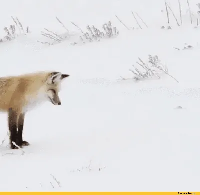 Красивая и здоровая дикая лисица лисицы Red Fox зимой Стоковое Фото -  изображение насчитывающей двигать, здорово: 213269452