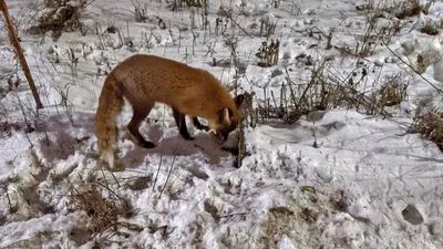 Красивая и здоровая дикая лисица лисицы Red Fox зимой Стоковое Изображение  - изображение насчитывающей двигать, ландшафт: 213268919