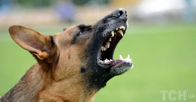 За один укус: что грозит хозяевам агрессивных собак | Статьи | Известия
