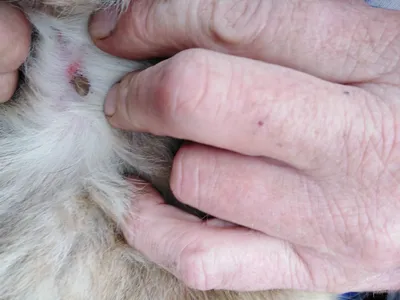 Более 3 тысяч жителей Петербурга пострадали от укусов собак с начала года -  KP.RU