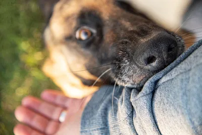 Как осмотреть собаку после прогулки, чтобы не пропустить клеща |  Ветеринария и жизнь