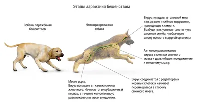 За смерть женщины после укусов собак в Южном городе могут посадить  чиновников