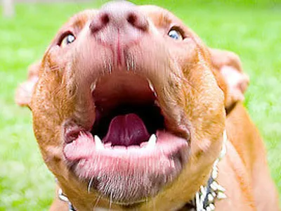 GISMETEO: Ученые выяснили, в какую погоду собаки чаще кусают людей -  Животные | Новости погоды.