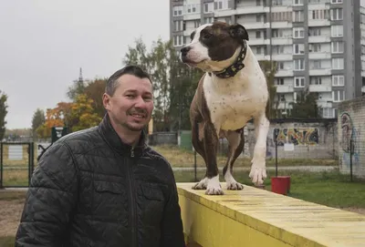 Что делать, если собаку укусила пчела: как помочь псу в домашних условиях