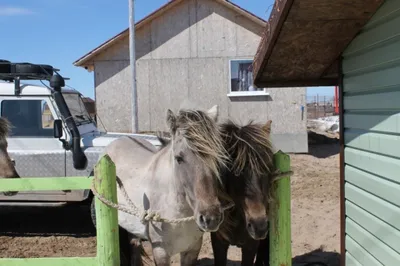 Как правильно мыть лошадь и какие средства использовать - HorseUA