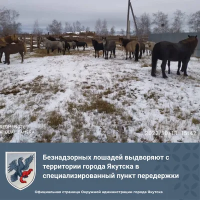 Лошадь в продаже! 💶↔️🐴 Жеребчик, линия «Десятого», рождённый иноходец.  весной будет 2 года. 📍Находится в КЧР, г.Усть-Джегута 💰 Цена:… | Instagram