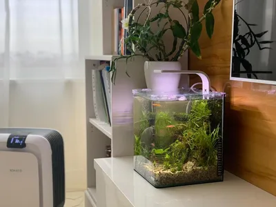 Обзор небольших настольных аквариумов для дома и офиса