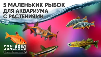 Аквариум с LED подсветкой Самоочищающийся аквариум My Fun Fish аквариум  Маленький аквариум! Качественный (ID#1471159060), цена: 367.71 ₴, купить на  Prom.ua
