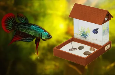 Маленький аквариум и все ,что нужно о нем знать | АКВАРИУМНЫЕ РЫБКИ