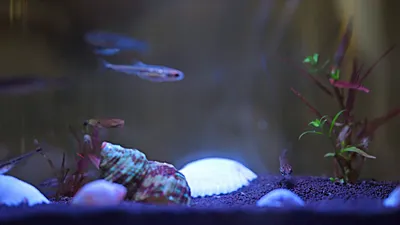 Маленький круглый аквариум содержание и уход, оформление, фото-видео обзор