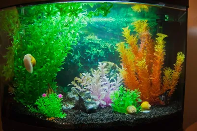 Стоит ли купить для ребенка маленький аквариум? | Официальный сайт  производителя аквариумов ССБ-аква