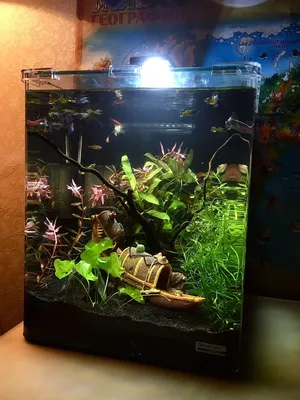 World's Smallest Aquarium. Самый маленький аквариум в мире - YouTube