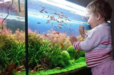 Истэтика маленьких аквариумов | Маленькие аквариумы, Аквариум