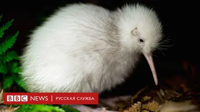 Впервые в Украине: в Одесском зоопарке вылупился птенец редкой птицы (фото)  - Одесская Жизнь