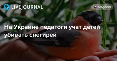 В Одесскую область прилетели удивительные и редкие птицы (фото) | Новости  Одессы
