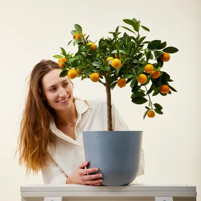 Интерьер дома и дачи :: Искусственные цветы и растения :: Декоративное  искусственное мандариновое дерево