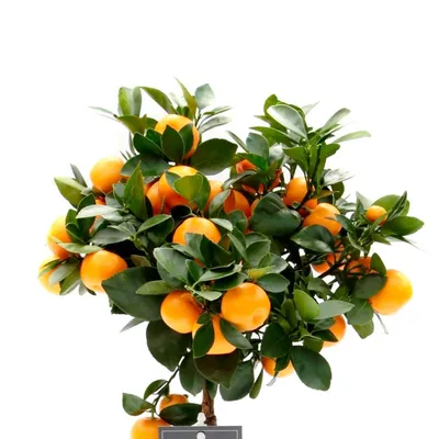 Купить дерево мандариновое дерево с плодами «удача в доме»