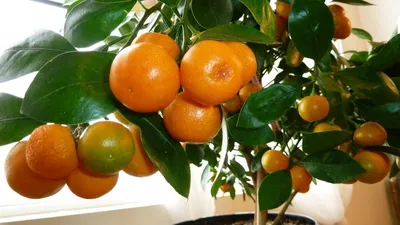 Саженец мандаринового дерева карликового | Коньяалты Цветы