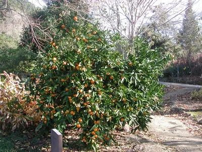 Акварельная ботаническая ветка мандаринового дерева с мандаринами. - Ozero  - российский фотосток