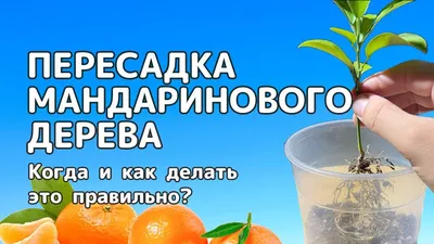 Мандариновое дерево, купить домашний Мандарин в СПб в интернет – магазине