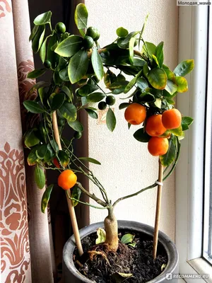 Пересадка мандаринового дерева в домашних условиях: пошаговое руководство к  использованию Вдохновение - Lechuza.Moscow