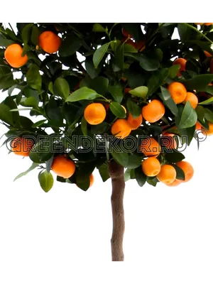 Набор для выращивания миниатюрного мандаринового дерева - docom.com.ua