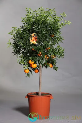 Мандариновое дерево каламондин / CALAMONDIN - «А можно ли есть эти мандарины?  А можно ли посадить семечку, чтобы она проросла? А как удобрять, чтобы  дерево не погибло?» | отзывы