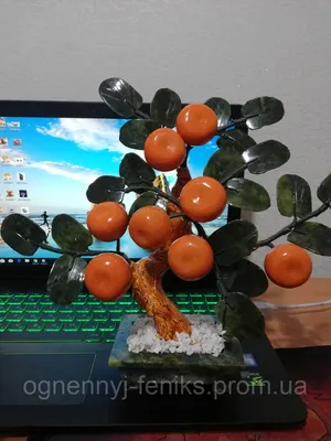 Продажа мандаринового дерева размерами d 15см, h 45см в Киеве, Украине.  Цитрус мандарин.
