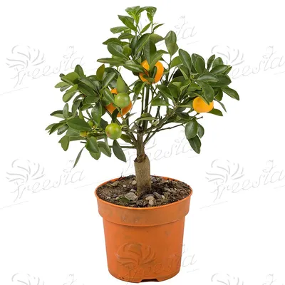 Мандарин, мандариновое дерево (Mandarin, tangerine tree) купить в Киеве цена