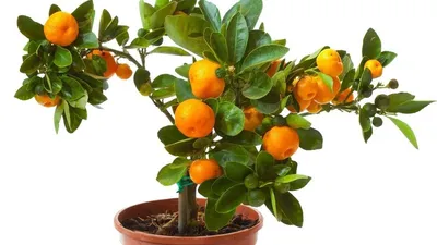 Мини-дерево мандарина купить по цене 0 руб. в интернет-магазине  SadDomShop.ru