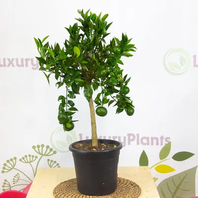 Мандариновое дерево Citrus reticulata Sochi - купить саженцы в  интернет-магазине