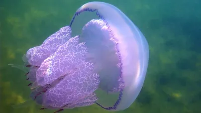 Как отличить опасную медузу на Черном море - Рамблер/путешествия
