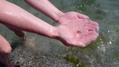 Ученые объяснили, откуда появились медузы у моря в Сочи - KP.RU