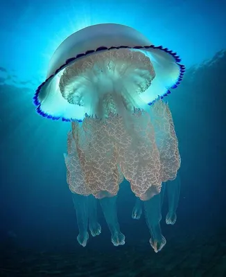 Медузы в Черном море | Cколько медуз будет в украинских морях в 2021 году –  О, Море.Сity