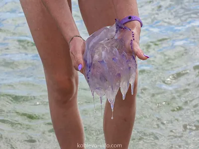 В Крыму полчища медуз превратили море в кисель - Korrespondent.net