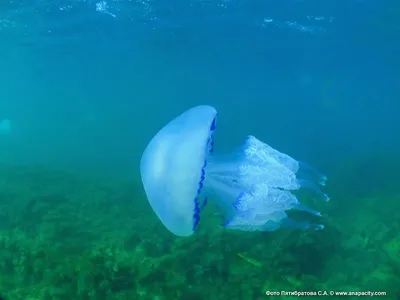 Отдых в Крыму : Медузы Черного моря