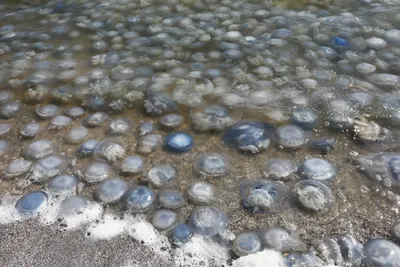 Медузы Черного моря. На сколько опасны их щупальца. | Крымский  путешественник и два Сиба ину | Дзен