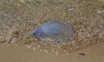 Медузы заполонили крымское побережье Черного моря. Фото и видео