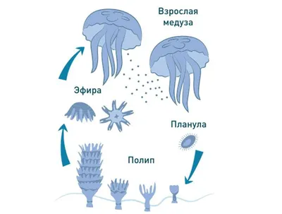 В Сочи в море появились ядовитые медузы (ВИДЕО) - sochi-express.ru