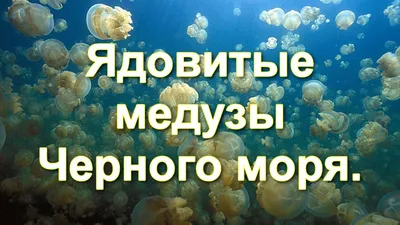 Ярко-синие средиземноморские медузы завелись в водах Анапы