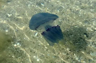 Медузы | Черное море | Какие виды медуз водятся в Черном море? | GreenPost