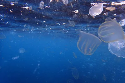 Ядовитые медузы Черного моря. - YouTube