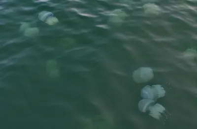 Что происходит с Азовским морем и почему там так много медуз