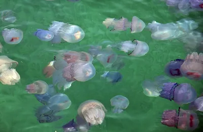 На Черном море в Лазурном настоящее нашествие медуз – Фото |  Комментарии.Киев
