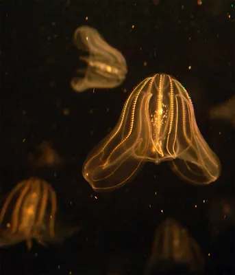 Медузы в Черном море в Анапе 2021: какие бывают виды, где встретить и чем  опасны - KP.RU