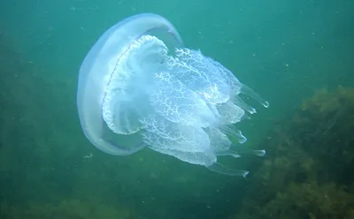 Плоские медузы черного моря - 65 фото