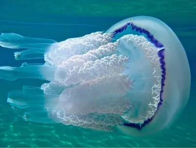 Самая опасная медуза Черного моря приплыла на пляж в Сочи: Звери: Из жизни:  Lenta.ru