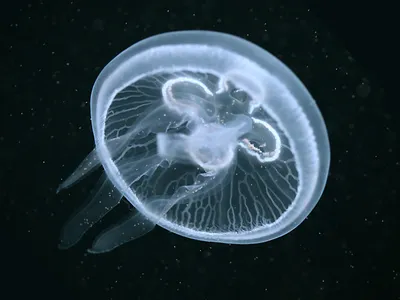 Медузы в Солнечном Береге - Солнечный Берег