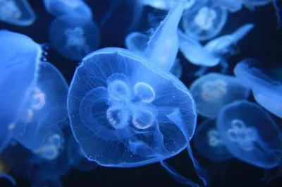 Госводрыбхозом ДНР в этом году фиксируется повышенное количество медуз в  Таганрогском заливе Азовского моря - Лента новостей ДНР